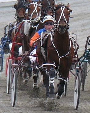 Ohoka Texas has his game face as he moves up parked with a lap to run on Show day. ffa show day 2011 067